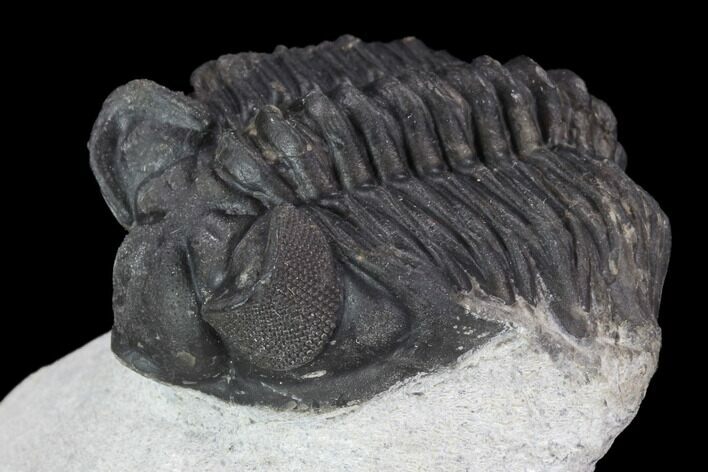 Bargain, Coltraneia Trilobite Fossil - Huge Faceted Eyes #92124
